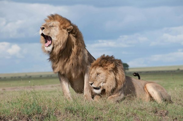 Quels sont les meilleurs spots pour observer les lions dans le parc national de Kruger, Afrique du Sud : conseils et périodes ?